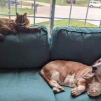 Dog and cat on couch